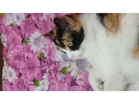 Mırmır yapıp duran sevecen venüs kedimiz