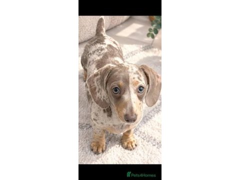 A kalite ısabella merle dacshund sosis bebekler aşılı