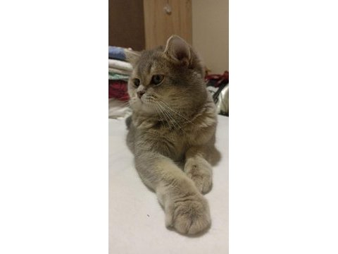 Scottish fold ve british yavrularımız 40 günlük