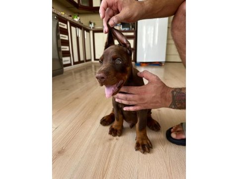Şampiyon kan hattı a scr(kif-fcı) özel renk doberman