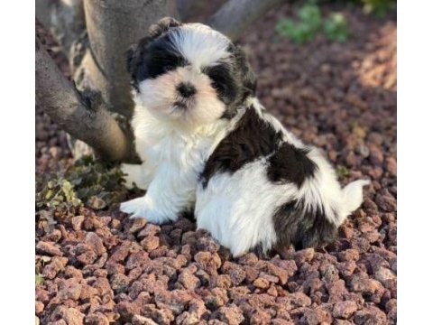 Irk ve sağlık garantili shih-tzu yavrular