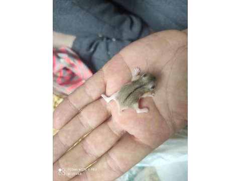 Gonzales hamster yavruları acil sahiplendirme