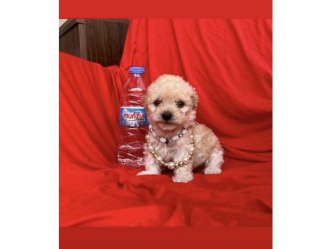 2.5 aylık dişi erkek maltipoo yavruları