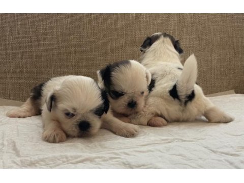 Shih tzu bebekleri
