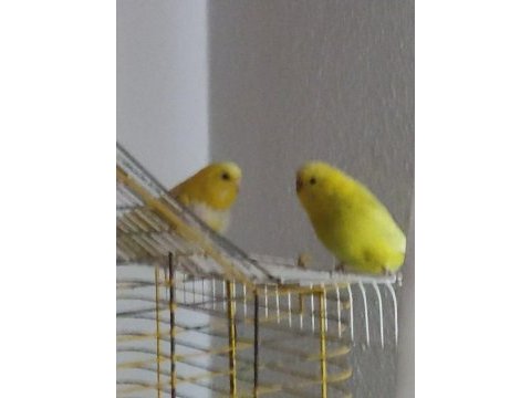 2 tane dişi muhabbet kuşu
