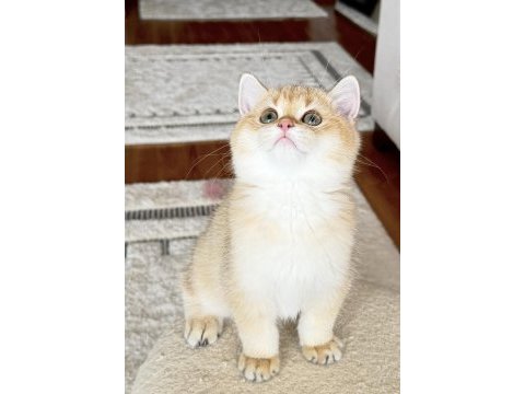 Safkan british shorthair golden by11 erkek yavru
