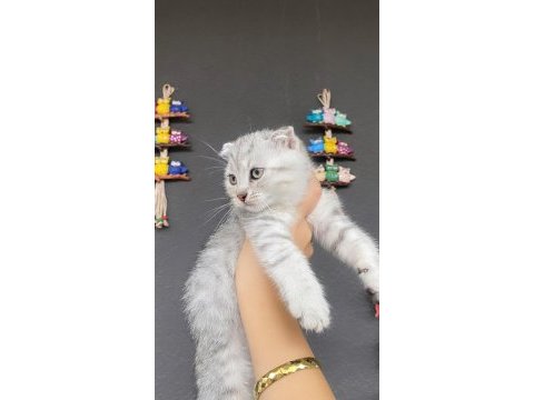 Gri ve silver scottish fold bebekler
