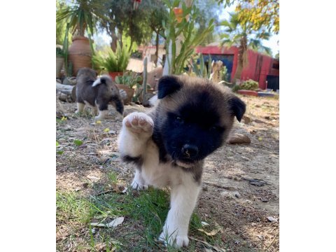 Amerikan akita köpeği