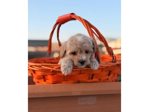 Maltipoo yavrumuz