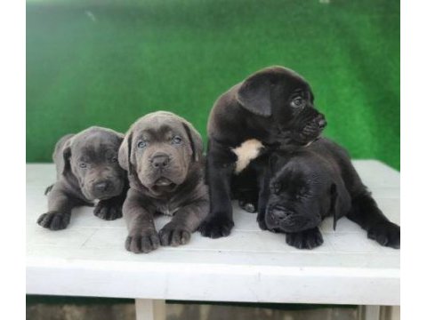 Elit patiler farkıyla cane corso yavrular