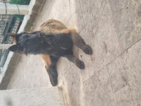 İyinin iyisini arayanlara malinois