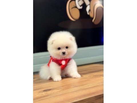 Kilo ve ırk garantili ayı surat garantili pomeranian