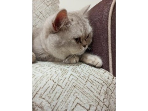 British longhair kedim