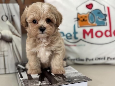 Show kalite tea cup kore maltipoo lar ziyarete açık