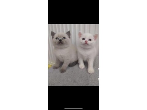 Scottish fold british kardeşler
