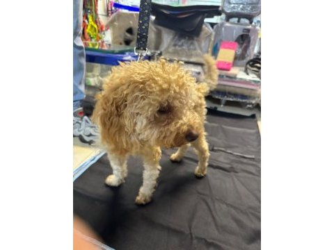 Yavru eğitimleri tam toy poodle