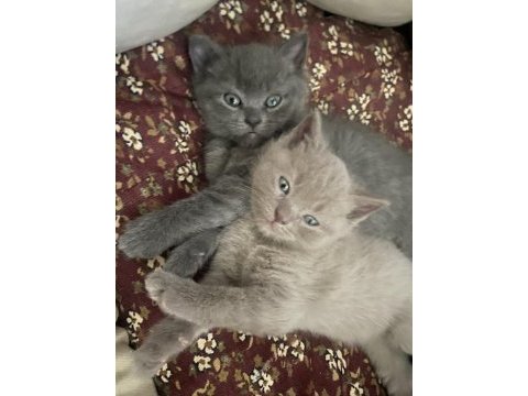 British shorthair yavruları