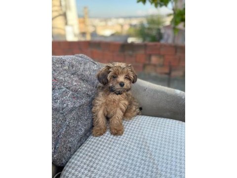 Erkek maltipoo yavrumuz
