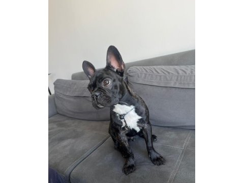 4.5 aylık french bulldog