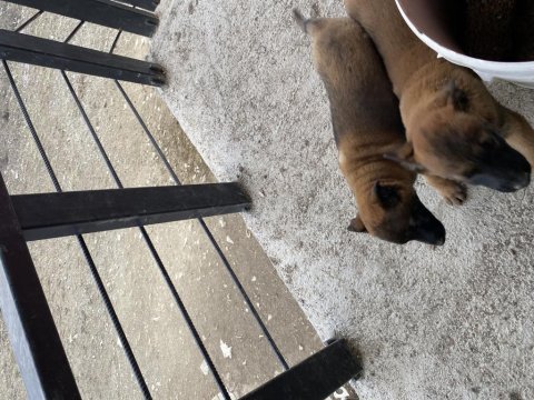 Orjinal belçika kurdu