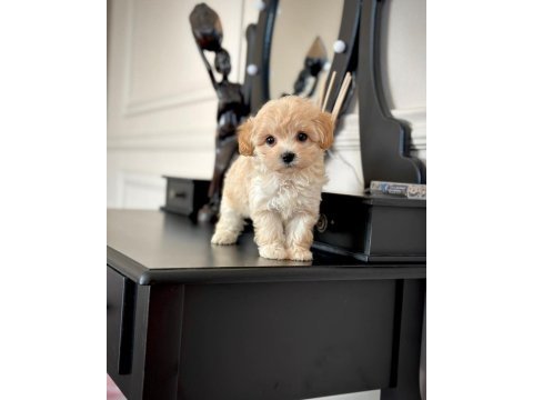 Dünya tatlısı f2 maltipoo yavruları