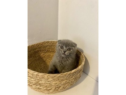 Çok sevimli ve oyuncu scottish fold yavrumuz