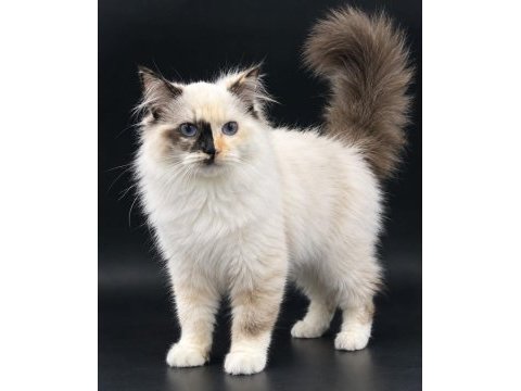 Safkan ragdoll yavrular