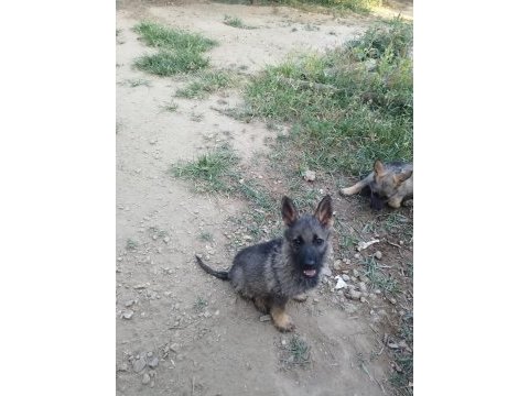 Sable alman kurdu
