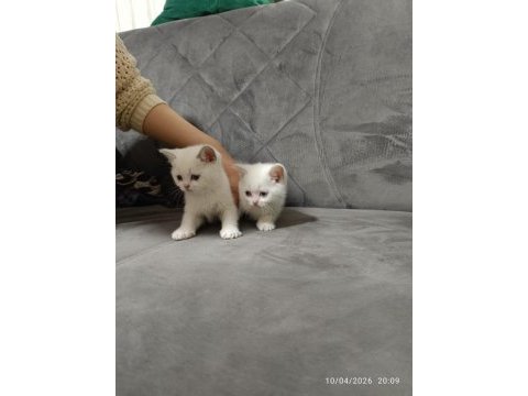 Erkek dişi kedimiz mevcuttur