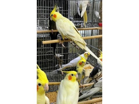 Bilezikli orjinal sultan papağanları