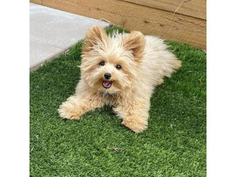 F1 kalite orjinal maltipoo