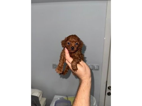 Korkan dark brown poodle bebekler
