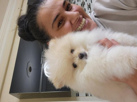 Olağanüstü güzellikte pomeranian