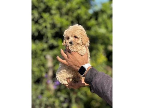 Maltipoo orijinal yavrularımız