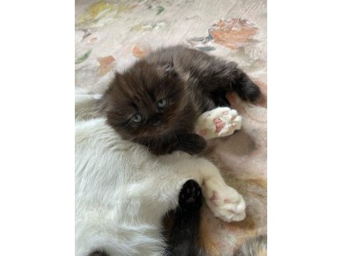 Scottish fold kedimizi sahiplendirme