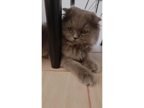 Ücretli sahiplendirme scottish fold