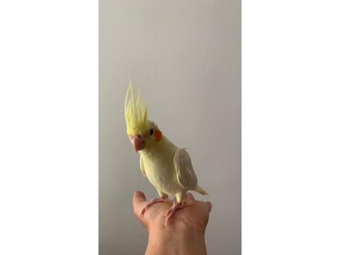 Ele alışkın sultan papağanı yavrusu