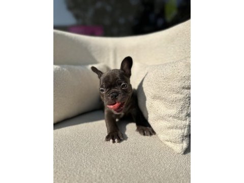 Kimler çikolata seviyor nadir renk olan choco french