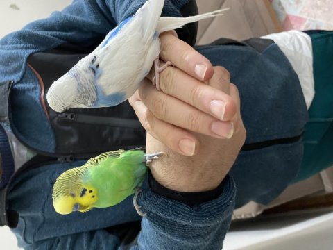 Sağlıklı muhabbet kuşlarım