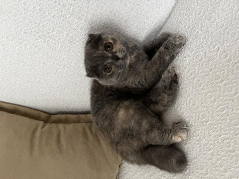 5 aylıktır uysal ev kedisi scottish fold