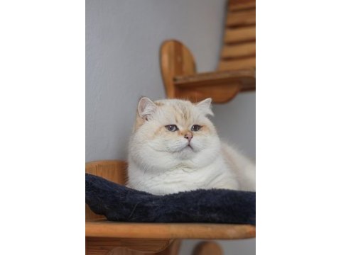 Safkan şampiyon şecereli british longhair