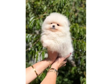 Sağlık ve ırk garantili pomeranian boo