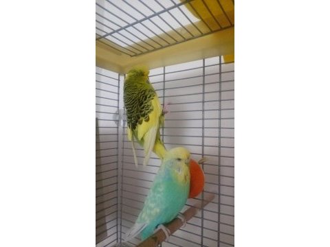 Jumbo takım muhabbet kuşu