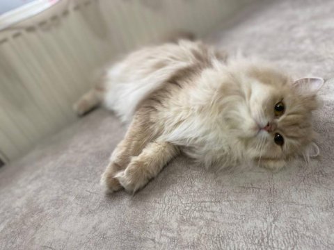 Full scr blh cy11 dişi british longhair
