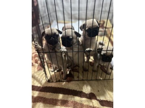Anne altından sağlıklı sevimli orjınal pug yavruları