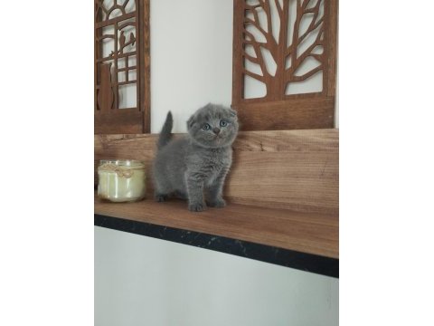 Orjinal ırkta, nadir bulunan bir cins scottish longhair