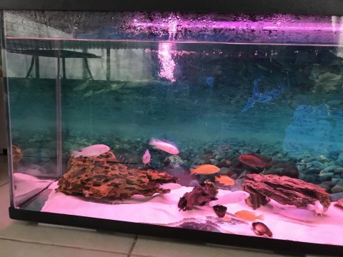 Beyaz mavi sarı prenses yavru garantili