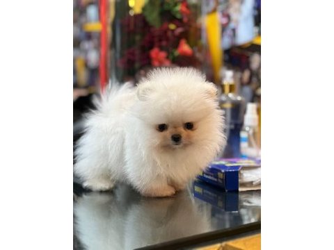 Orjinal ayıcık suratlı pomeranian boo teddy