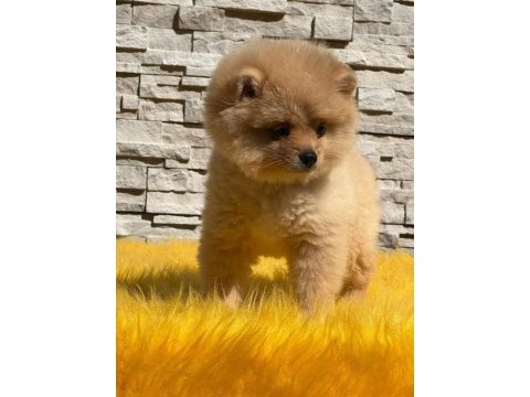 Antalya pomeranian boo