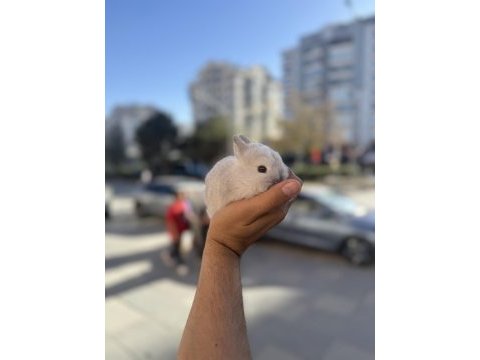 Cüce bebekler icin arayınız